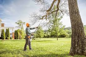 Best Tree Disease Treatment  in Ripley, OH