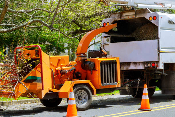 How Our Tree Care Process Works  in Ripley, OH